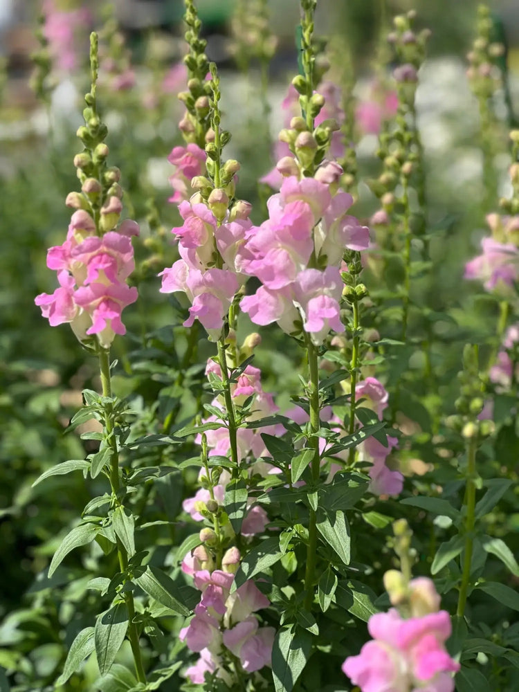 Snapdragon Legend - therapyofflowers.com