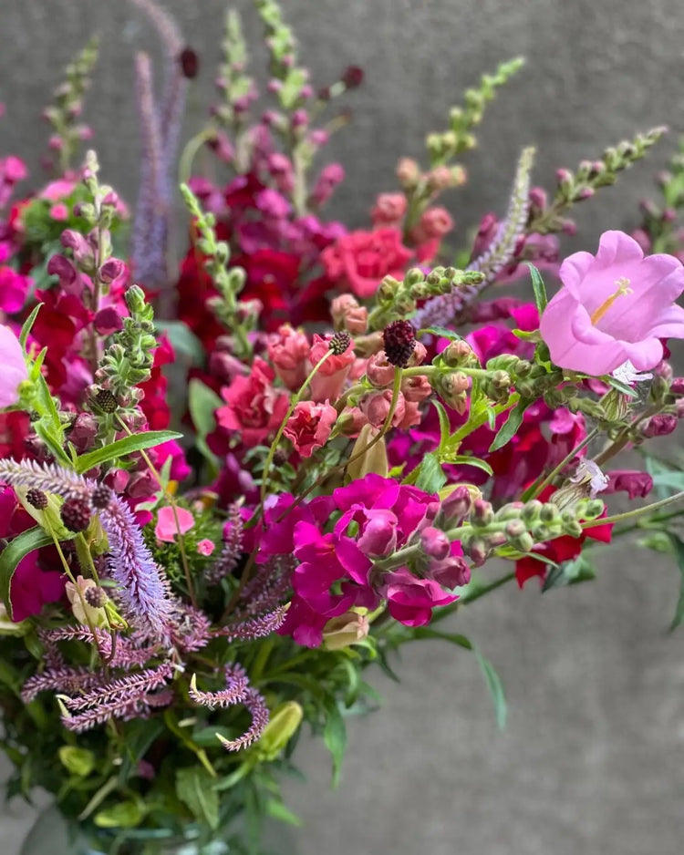 Snapdragon Monaco | Antirrhinum majus