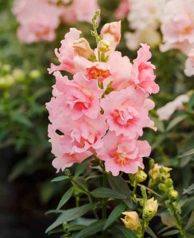 Snapdragon Twinny | Antirrhinum majus