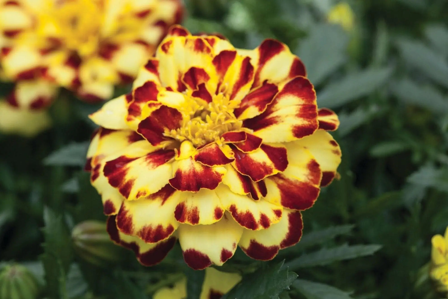 Tagetes patula | French Marigold Seeds - therapyofflowers.com