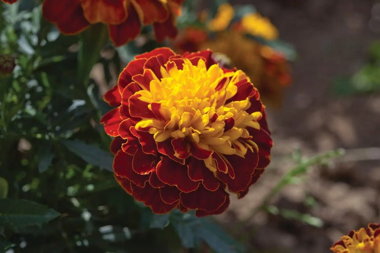  French Marigold Seeds