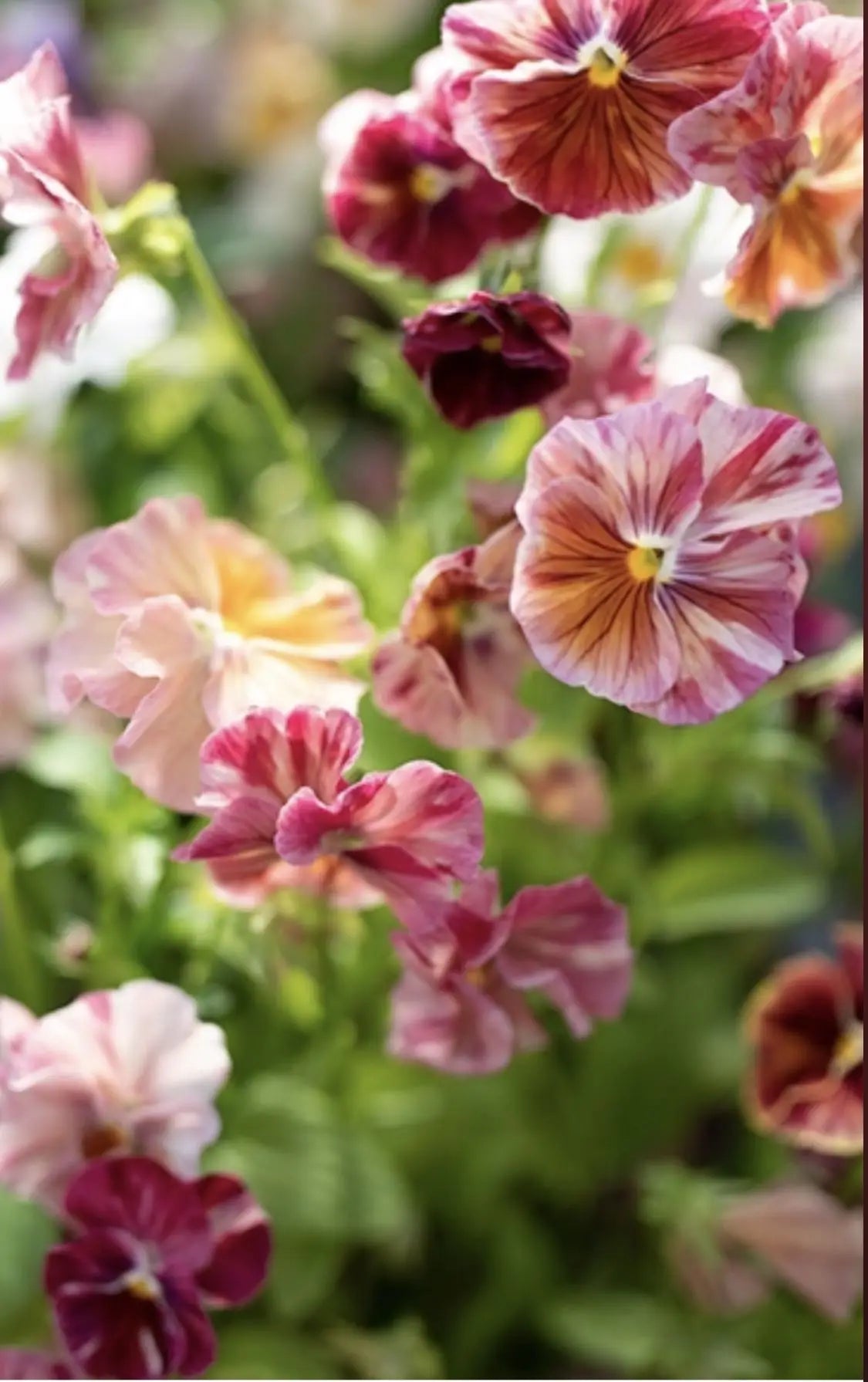 Viola x wittrockiana Seed | Pansy Seeds