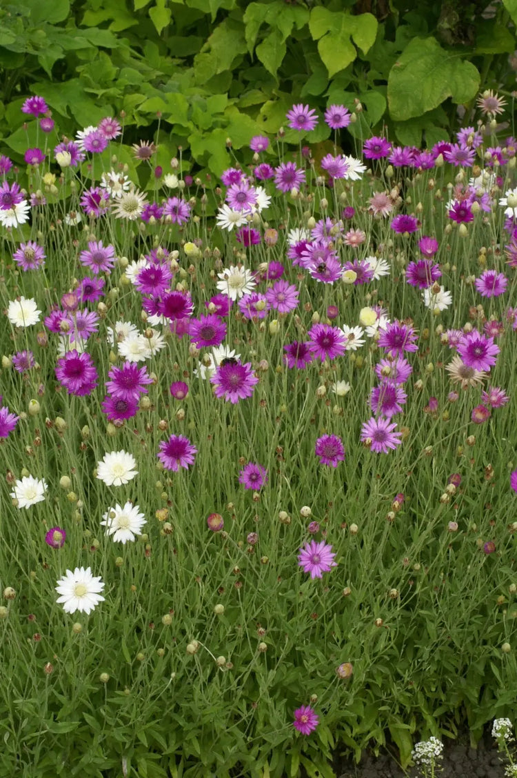 Xeranthemum annuum | Everlasting Flower