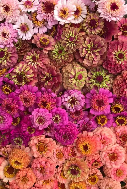 Zinnia elegans Benary’s Giant