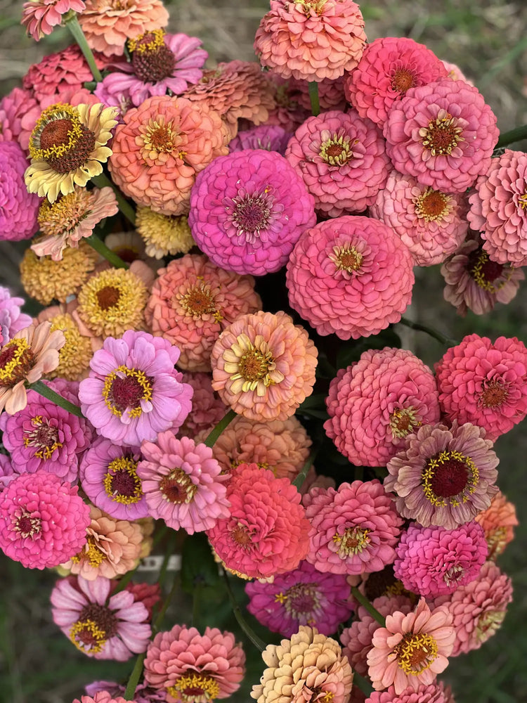 Tsinnia | Zinnia elegans Oklahoma