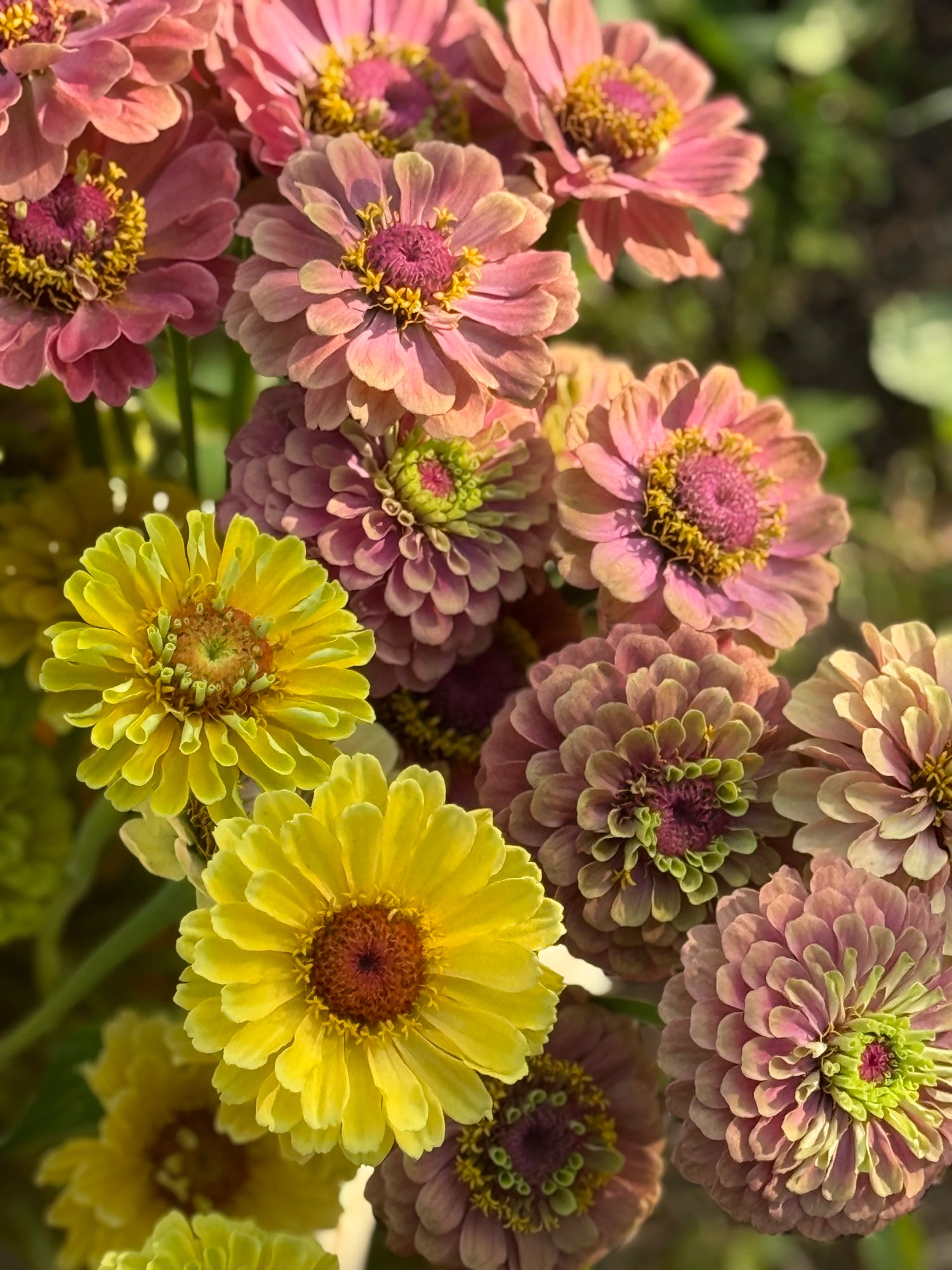 Zinnia elegans Queen Series