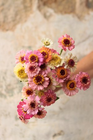 Zinnia elegans Zinderella
