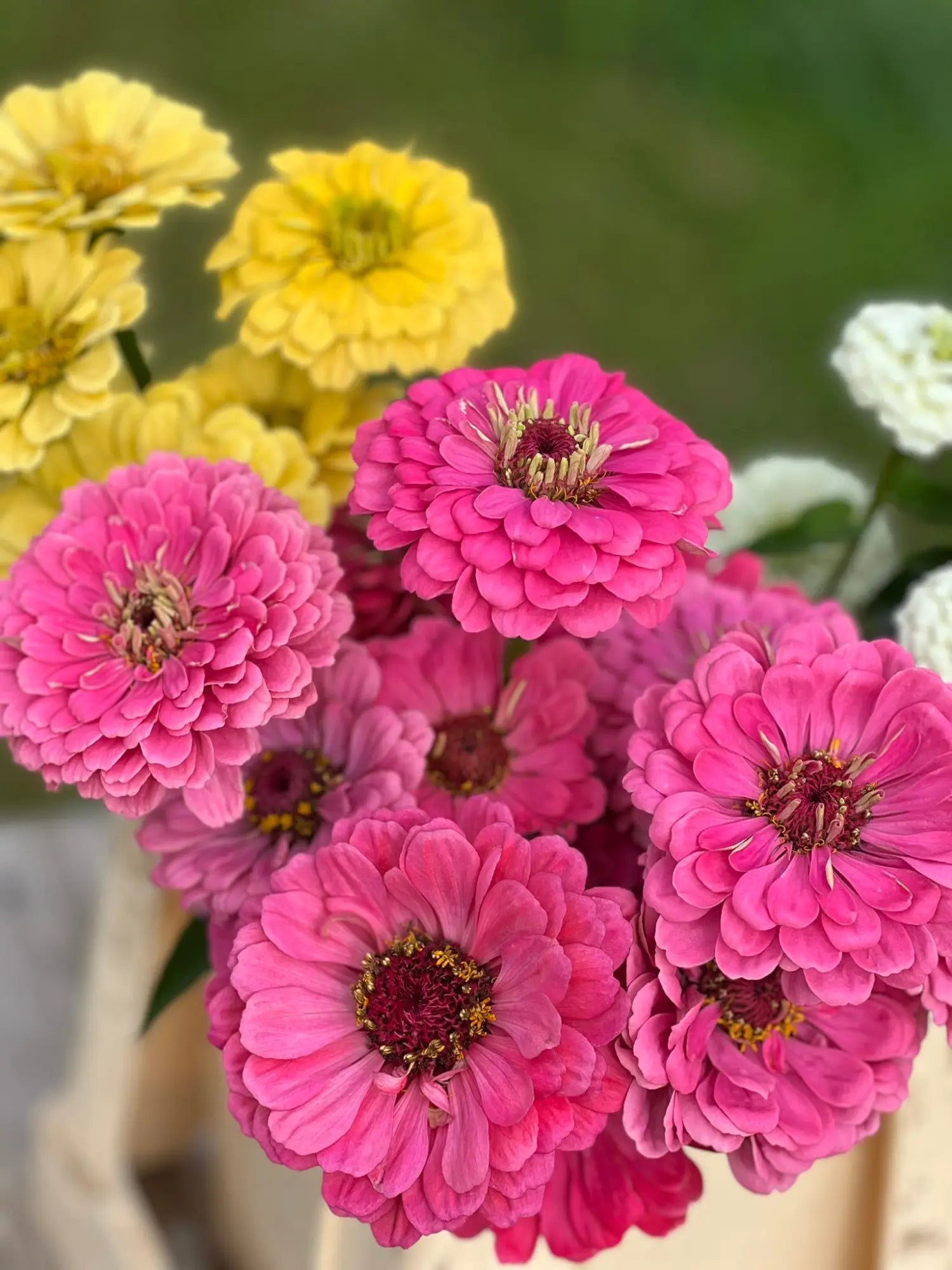 Zinnia elegans | Zinnias seeds: Benary's Giant, Oklahoma, Lilliput, Zinderella, Queen