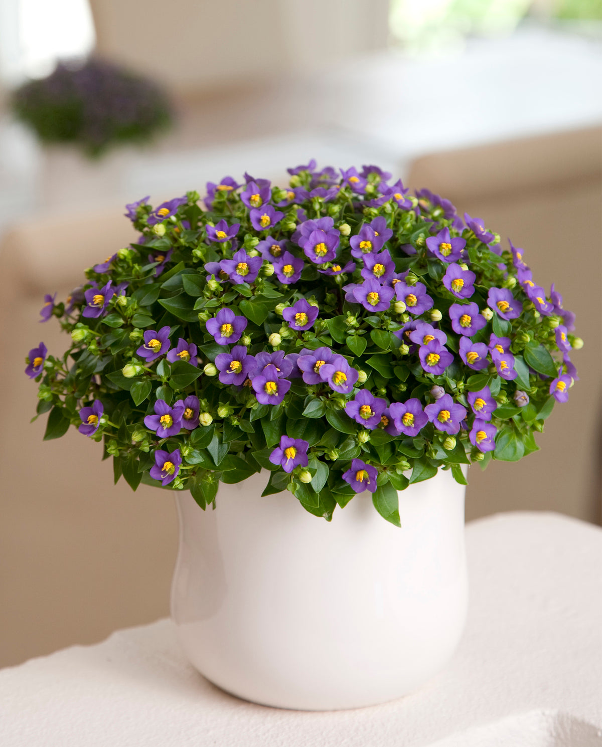 Persijas maldvijolīte Princess Deep Blue | Exacum affine