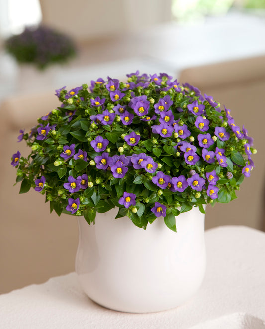 Persijas maldvijolīte Princess Deep Blue | Exacum affine