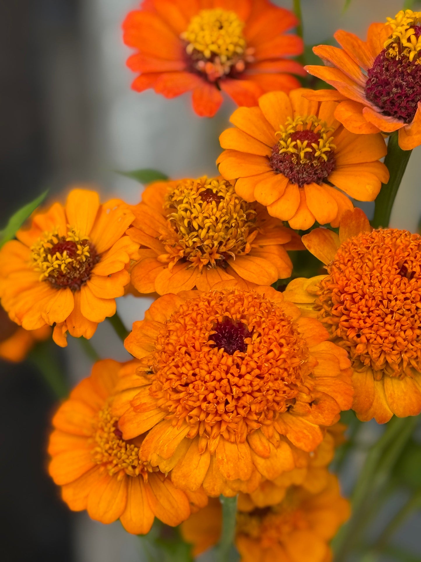 Zinnia elegans Zinderella Orange | Scabiosa-Flowered Zinnia therapyofflowers.com