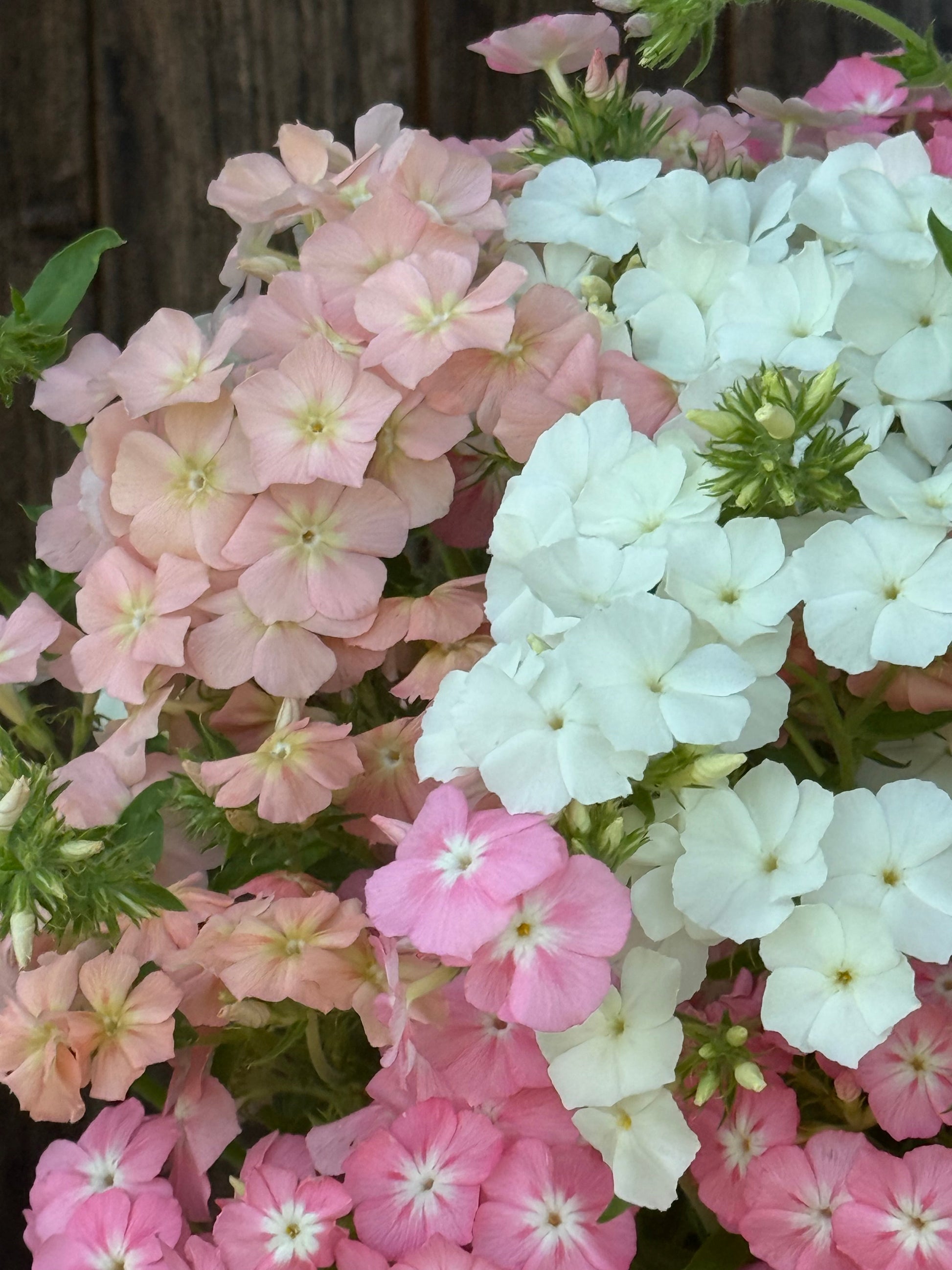 Phlox Drummondii Phlox of Sheep Pastel mix | Annual Phlox therapyofflowers.com