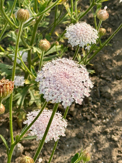 Didiskus Lace Pink | Trachymene coerulea 