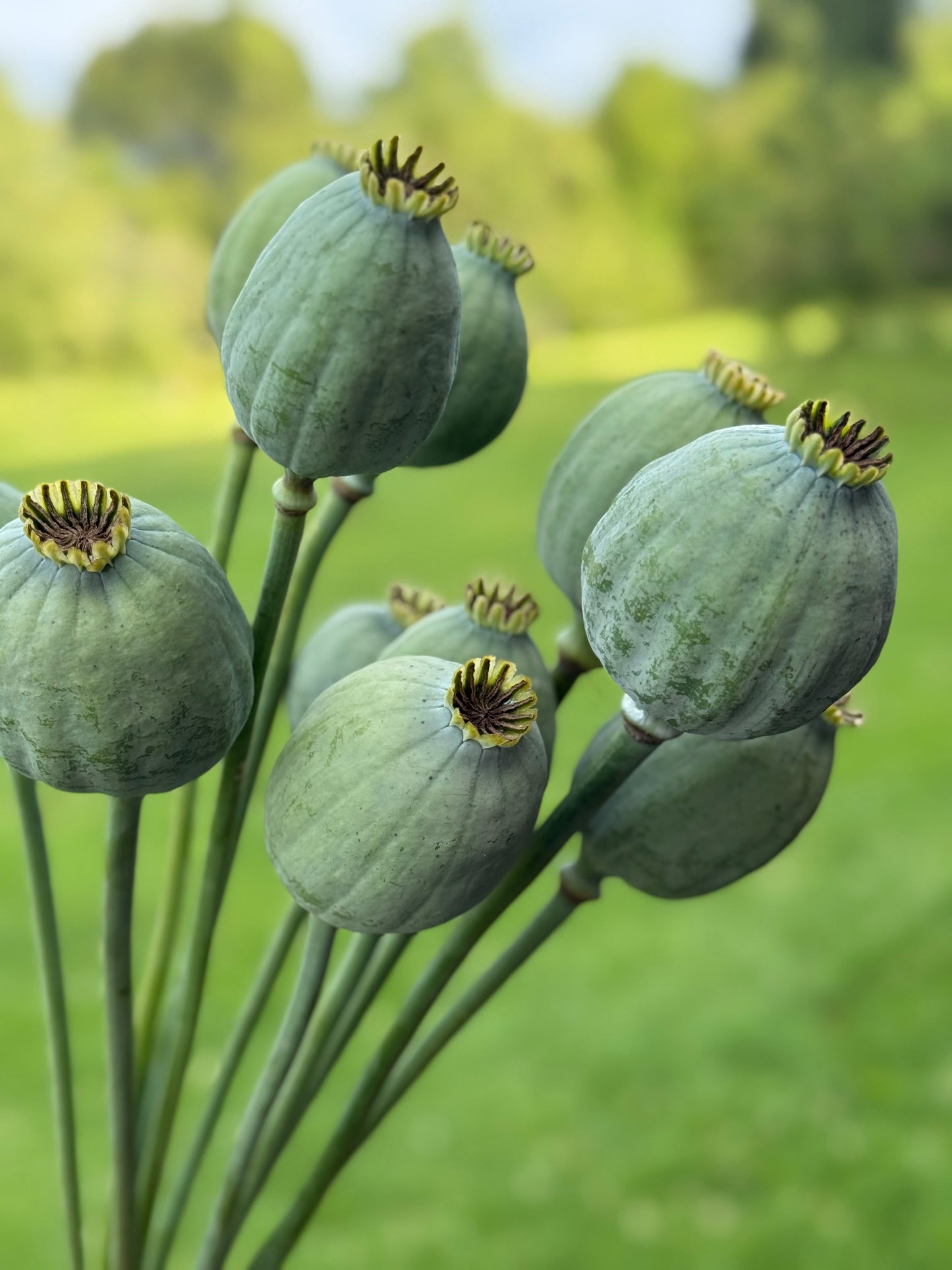 Papaver somniferum Bowling Ball | Breadseed Poppies therapyofflowers.com
