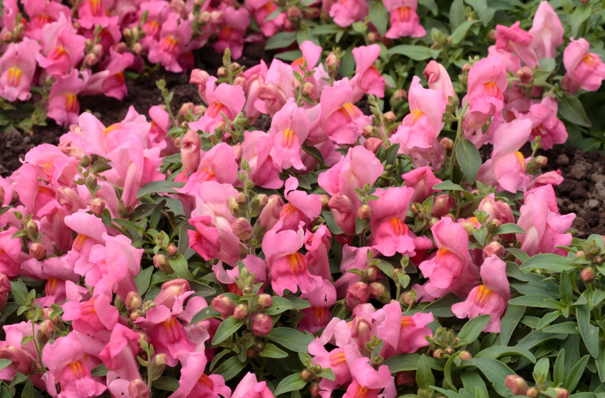 Nokarenā lauvmutīte Candy Showers Pink F1 | Antirrhinum majus 