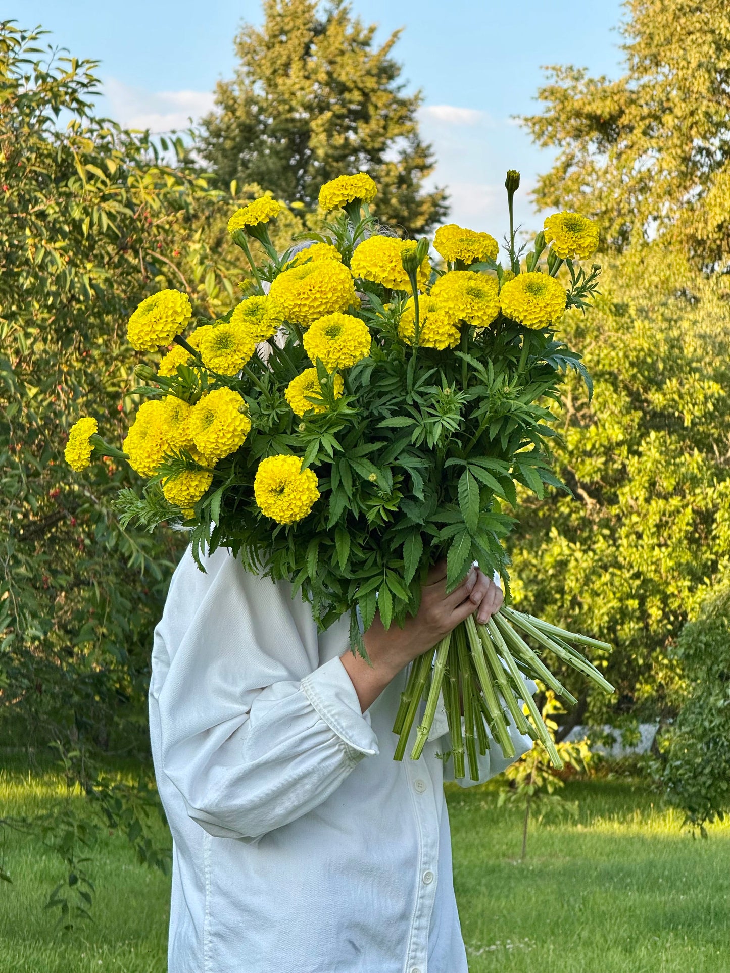 Tagetes erecta Coco™ Yellow F1 | African Marigold | Cut Flower therapyofflowers.com