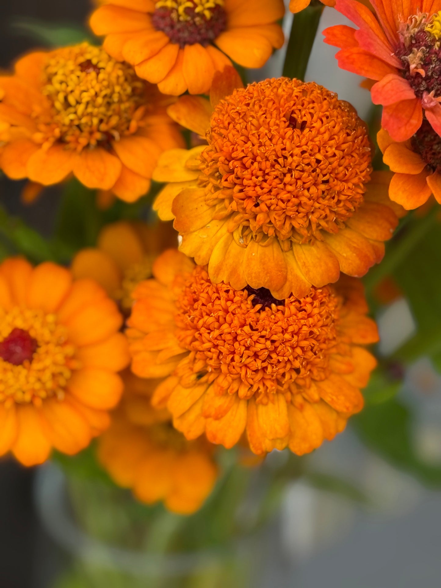 Zinnia elegans Zinderella Orange | Scabiosa-Flowered Zinnia therapyofflowers.com