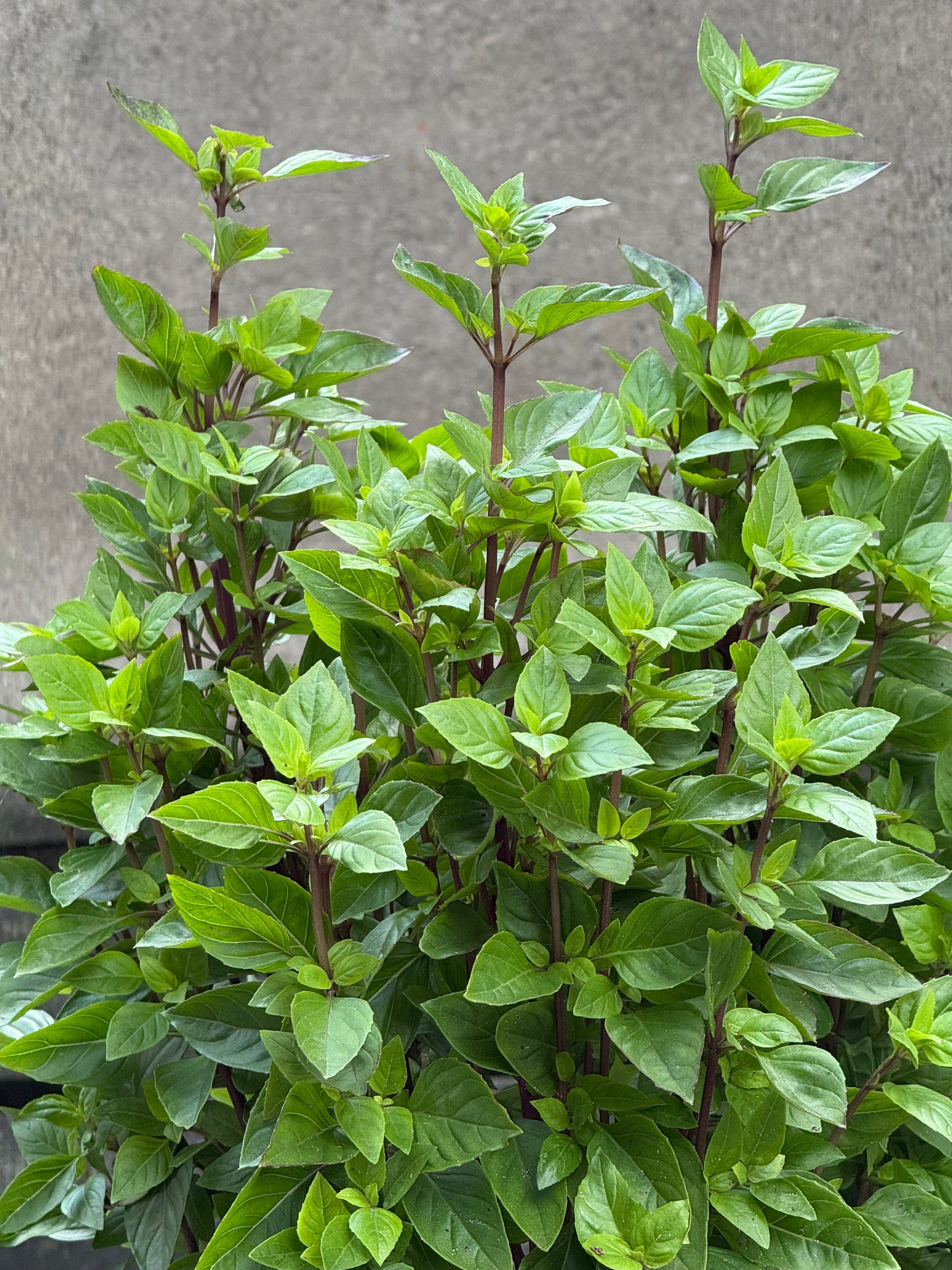 Everleaf Thai Towers Basil | Ocimum basilicum | Aromatic Thai Basil therapyofflowers.com