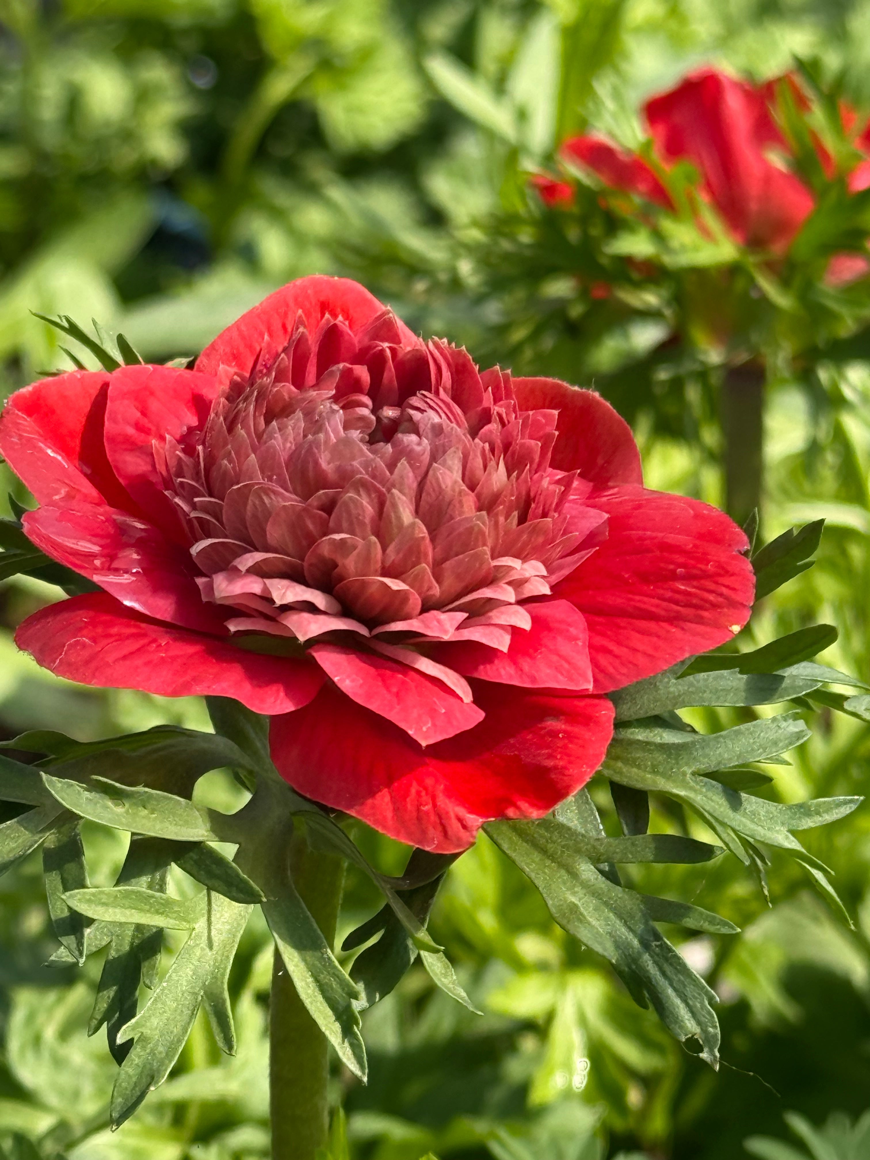 Anemone Levante® Rosa | Double Pink Italian Anemone for Spring