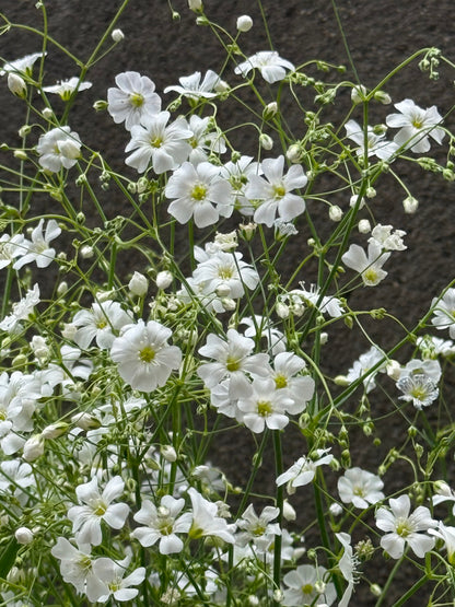 Gypsophila elegans Covent Garden | Annual Baby’s Breath therapyofflowers.com