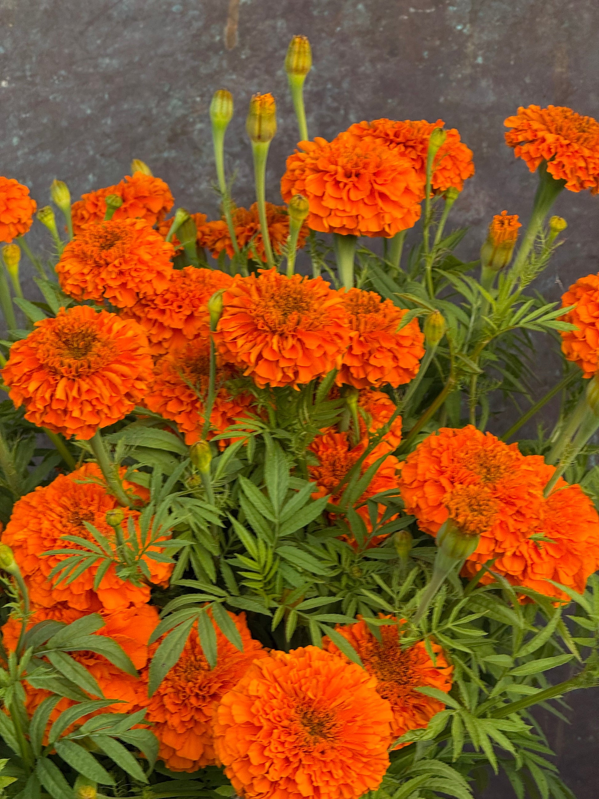 Tagetes erecta Coco™ Deep Orange F1 | African Marigold | Cut Flower therapyofflowers.com