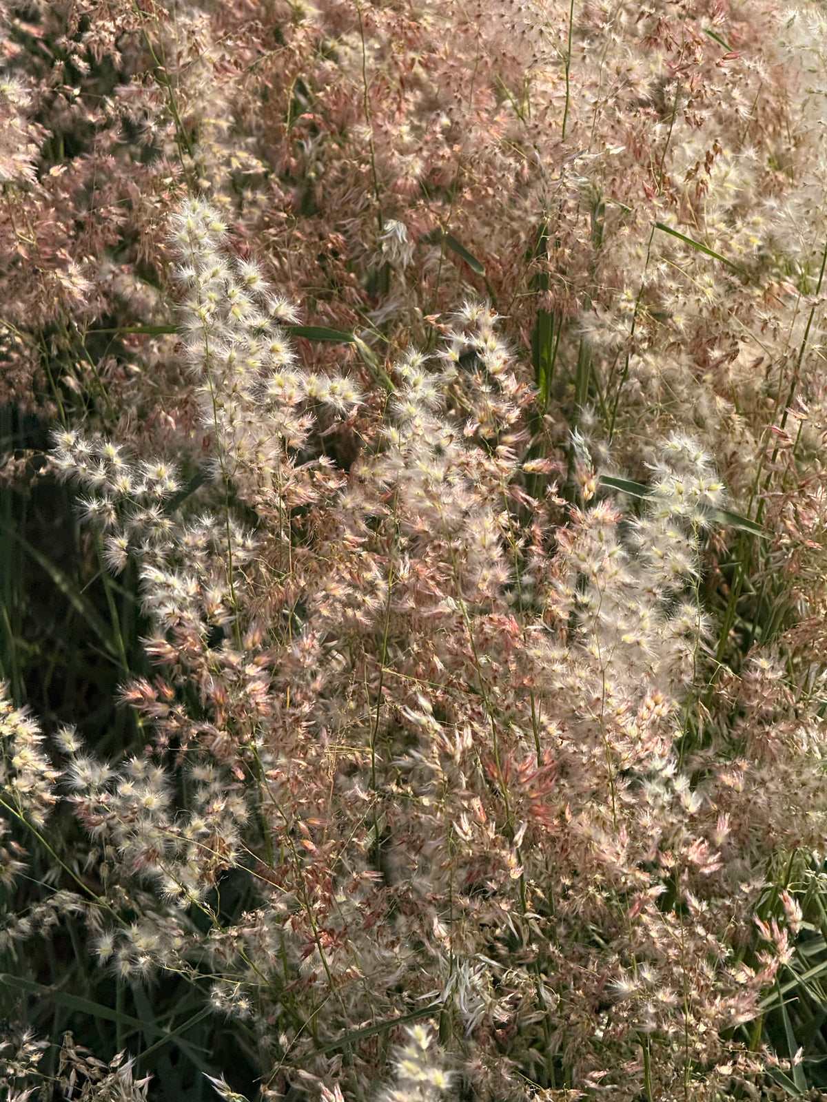 Sīkziedu meline Silver Queen | Melinis minutiflora
