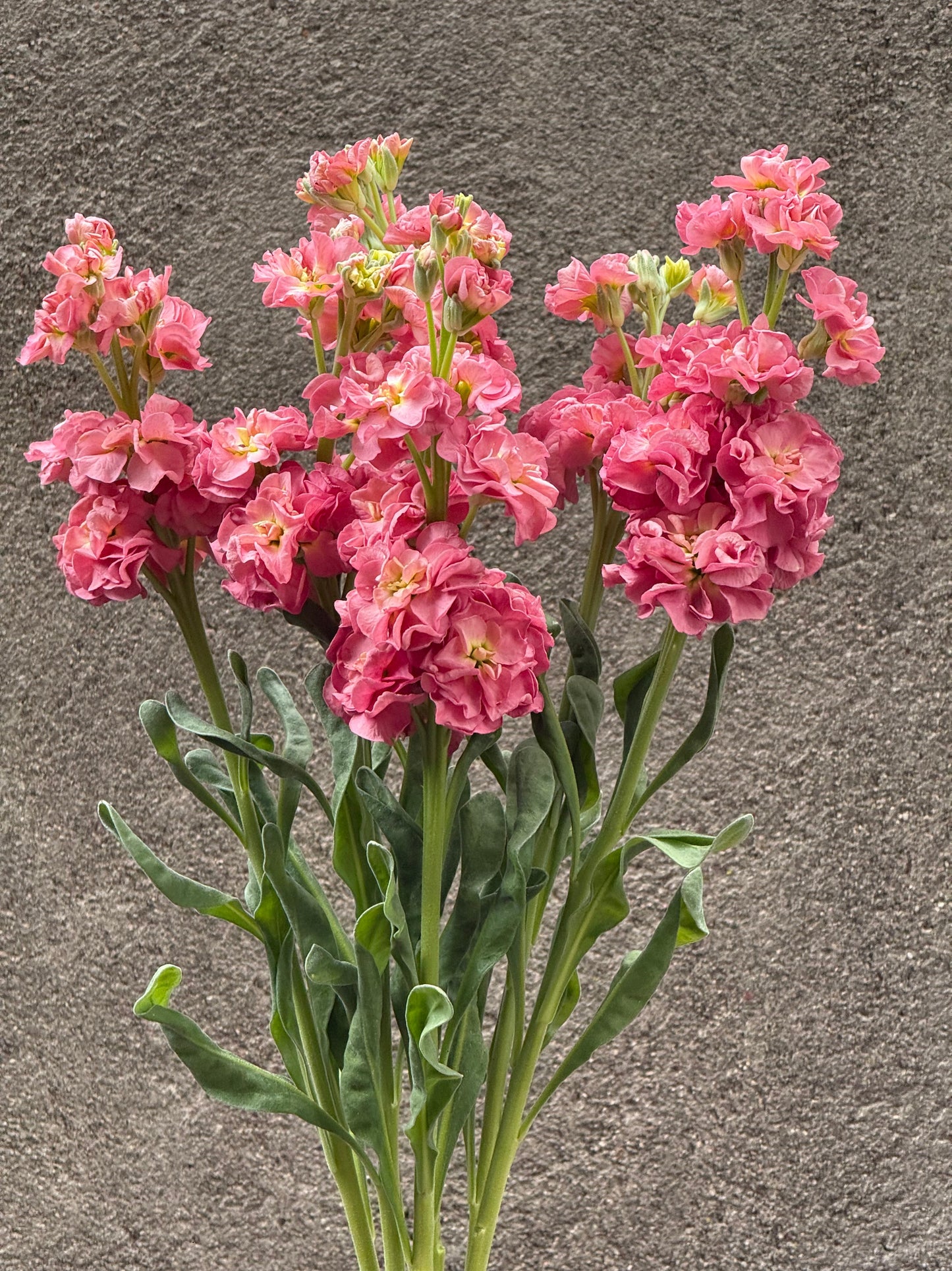 Matthiola incana StoX® Antique Rose | Stock therapyofflowers.com