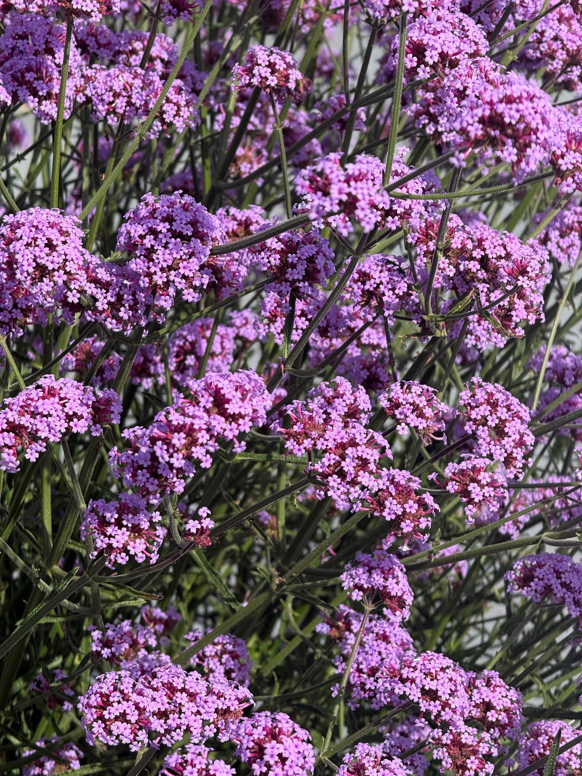Verbena bonariensis Flair | Purple Vervain | Very Compact therapyofflowers.com
