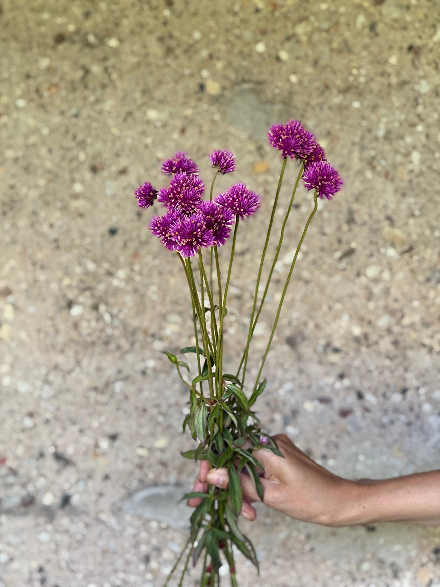 Gomphrena pulchella Fireworks | Globe Amaranth therapyofflowers.com