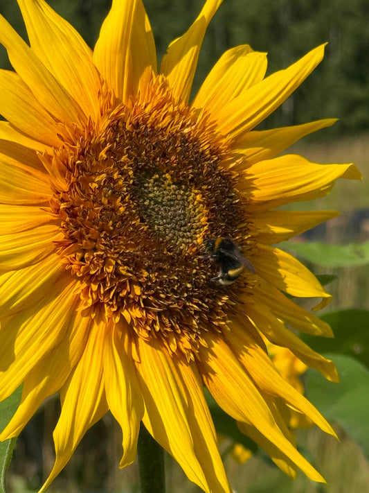 Sunflower Astra Yellow Brown F1 | Helianthus annuus | Multiple blooms on a single stem therapyofflowers.com
