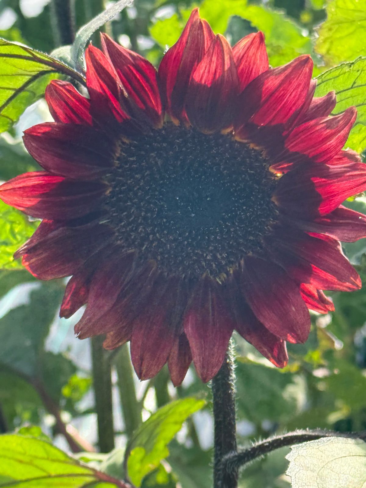 Sunflower ProCut® Red F1 | Helianthus annuus therapyofflowers.com