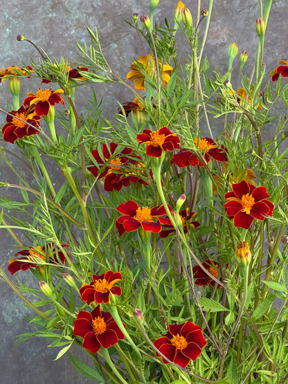 Tagetes patula Linnaeus Burning Embers | French Marigold | Height - 70 cm therapyofflowers.com