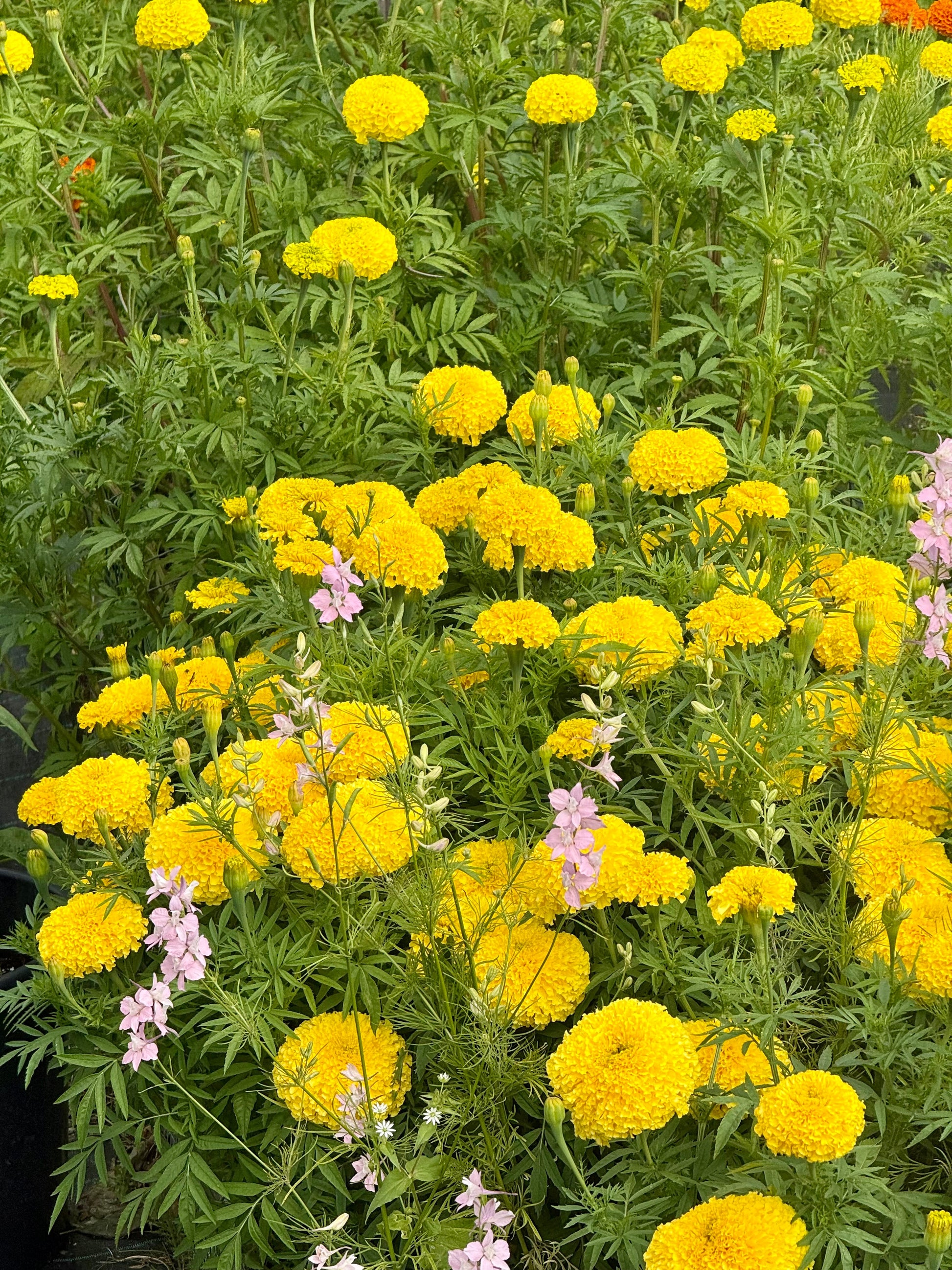 Tagetes erecta Narai Creamy Yellow | African Marigold | Cut Flower therapyofflowers.com