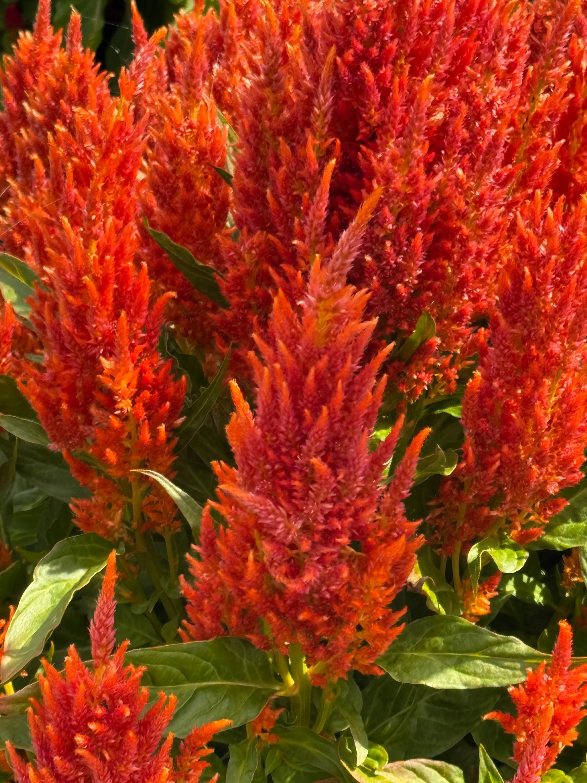 Celosia plumosa Fresh Look Orange  | Feather Celosia therapyofflowers.com