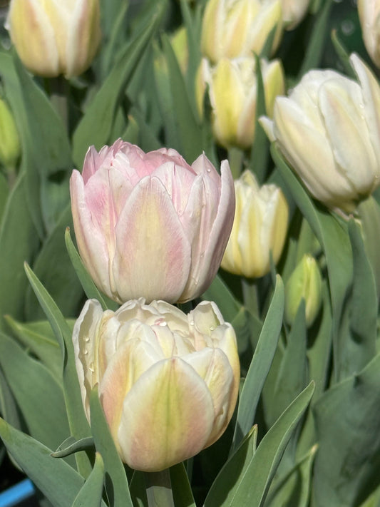 Tulip Foxtrot | Double Early Tulip therapyofflowers.com