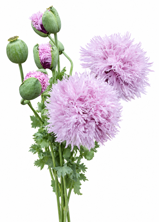 Papaver somniferum Lilac Pompom | Breadseed Poppies | Feathered Poppy therapyofflowers.com