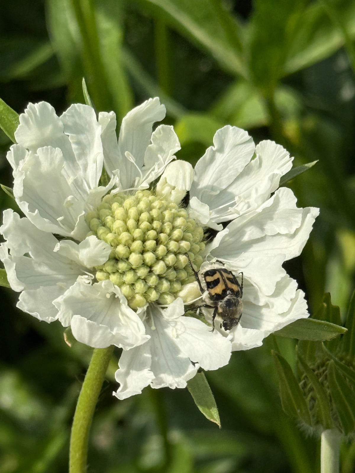 Scabiosa caucasica Fama® White | Pincushion Flower | Cut Flower therapyofflowers.com