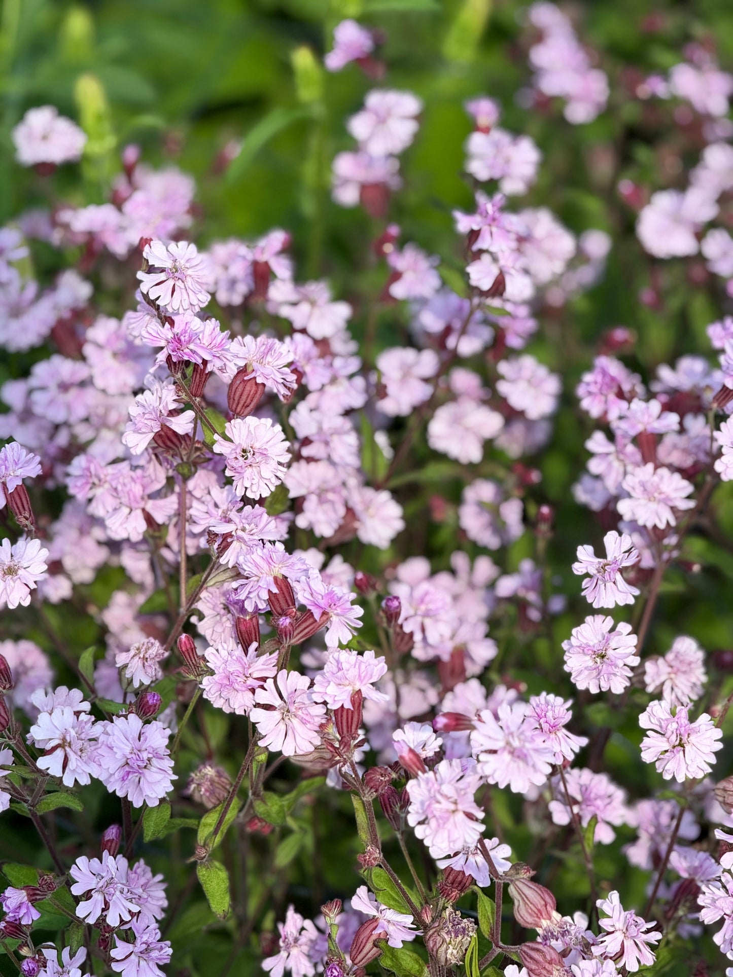 Silene pendula Sibella Lilac | Nodding Catchfly therapyofflowers.com