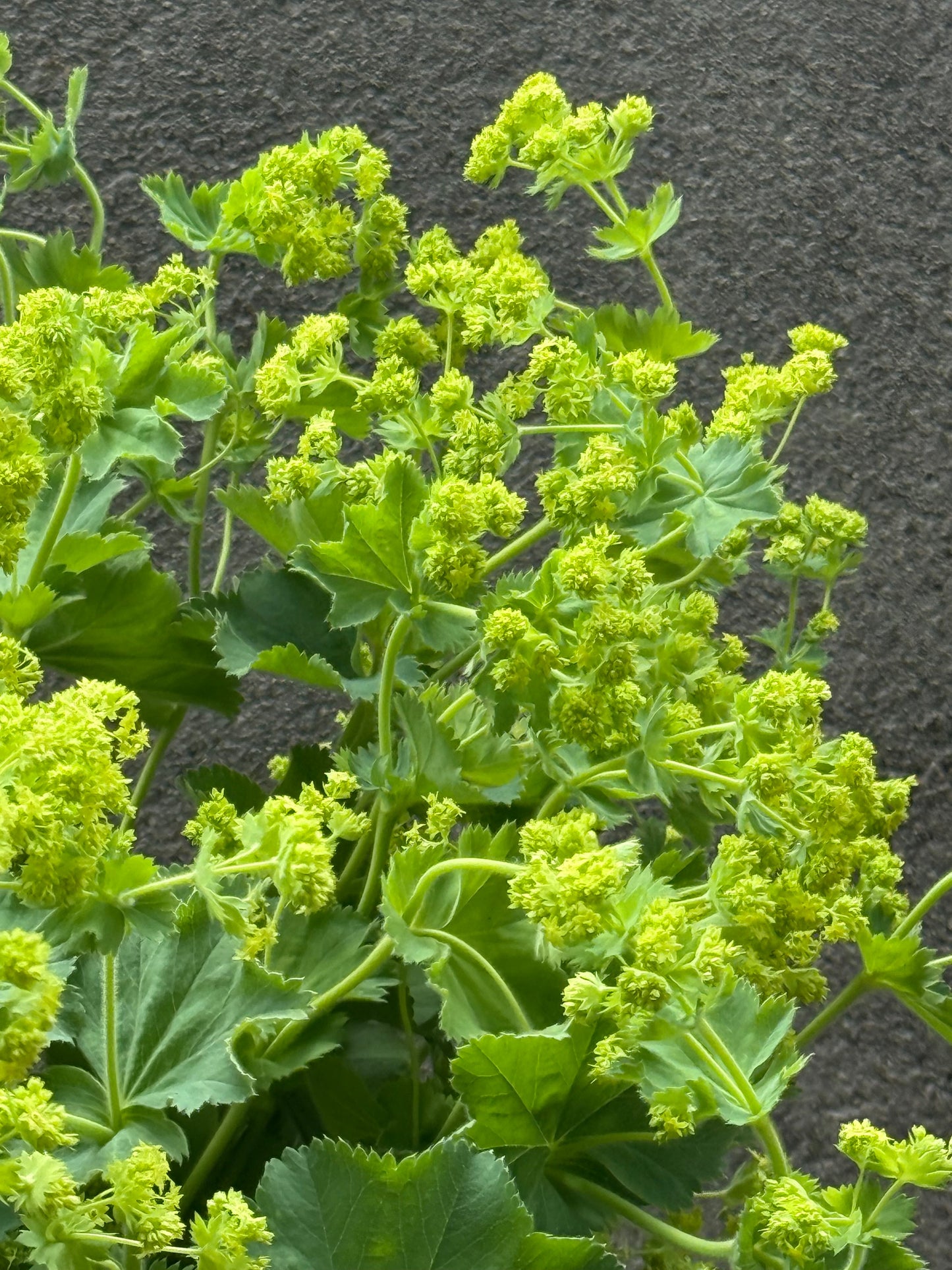 Alchemilla mollis Thriller® | Lady's-mantle therapyofflowers.com