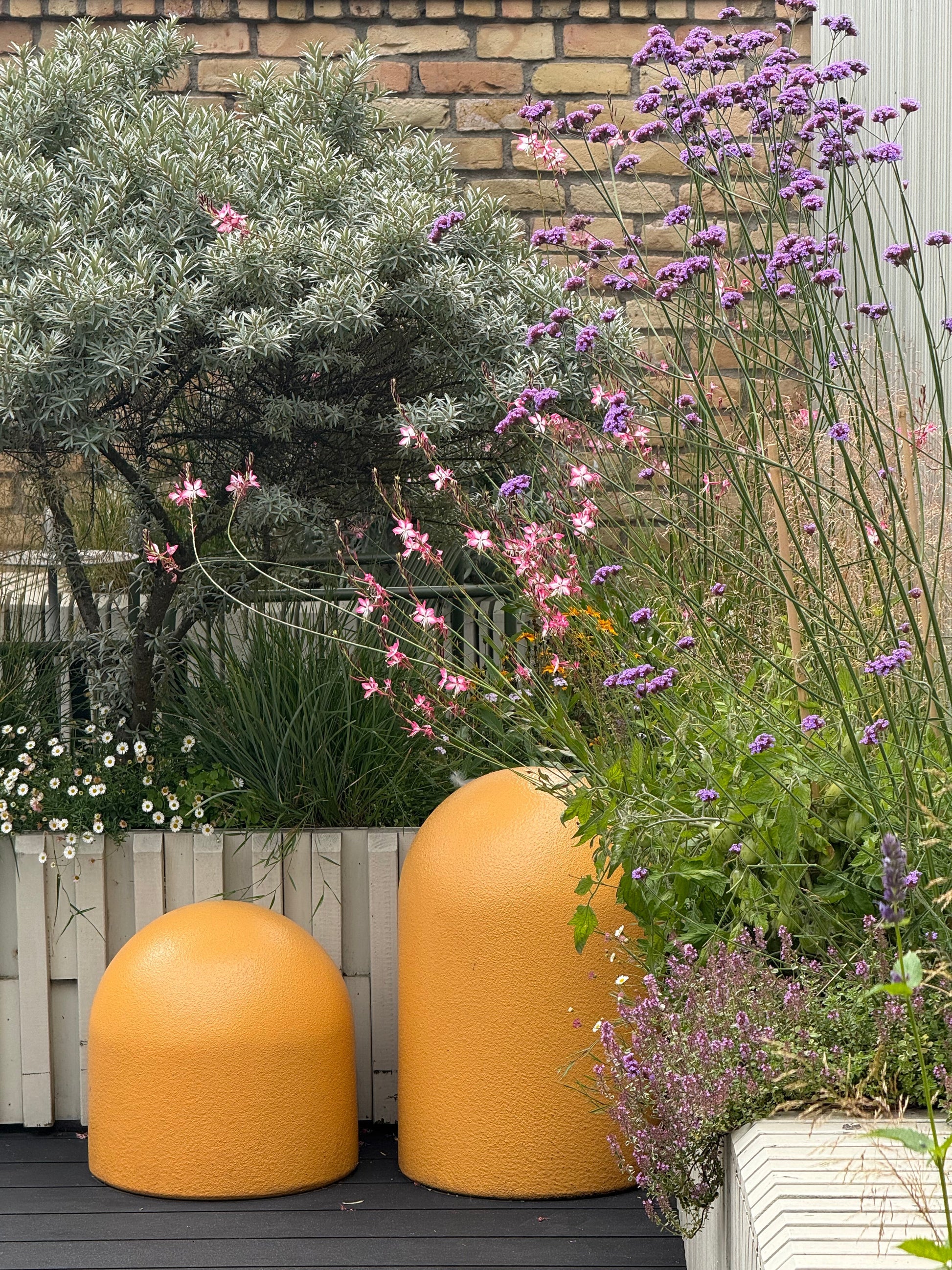 Erigeron karvinskianus Profusion | Mexican Daisy | Pelleted therapyofflowers.com
