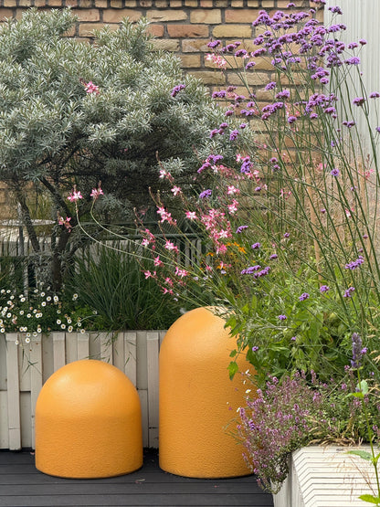 Erigeron karvinskianus Profusion | Mexican Daisy | Pelleted therapyofflowers.com