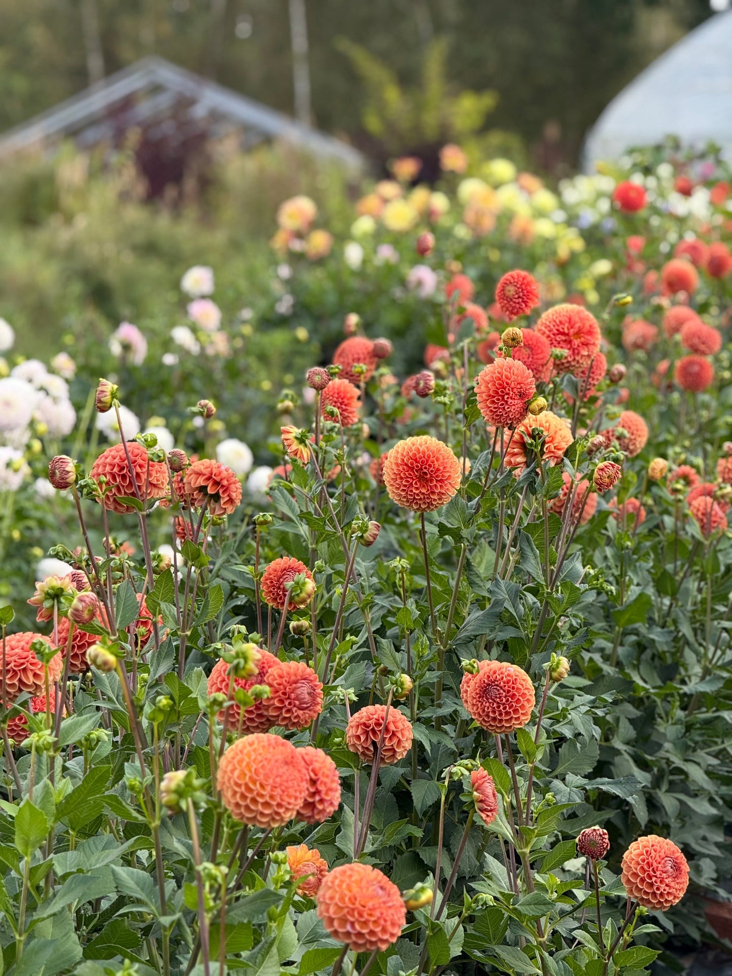 Dahlia Cornel Bronze | Top Cut Flower Variety therapyofflowers.com