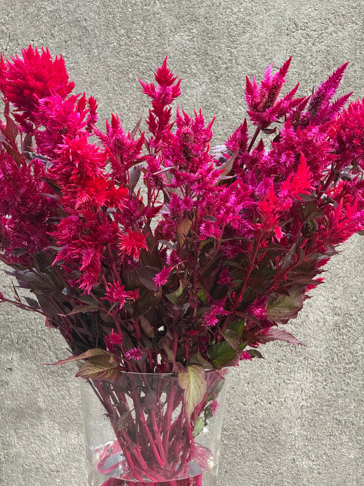 Celosia argentea var. plumosa Forest Fire | Feather Celosia | Tall therapyofflowers.com