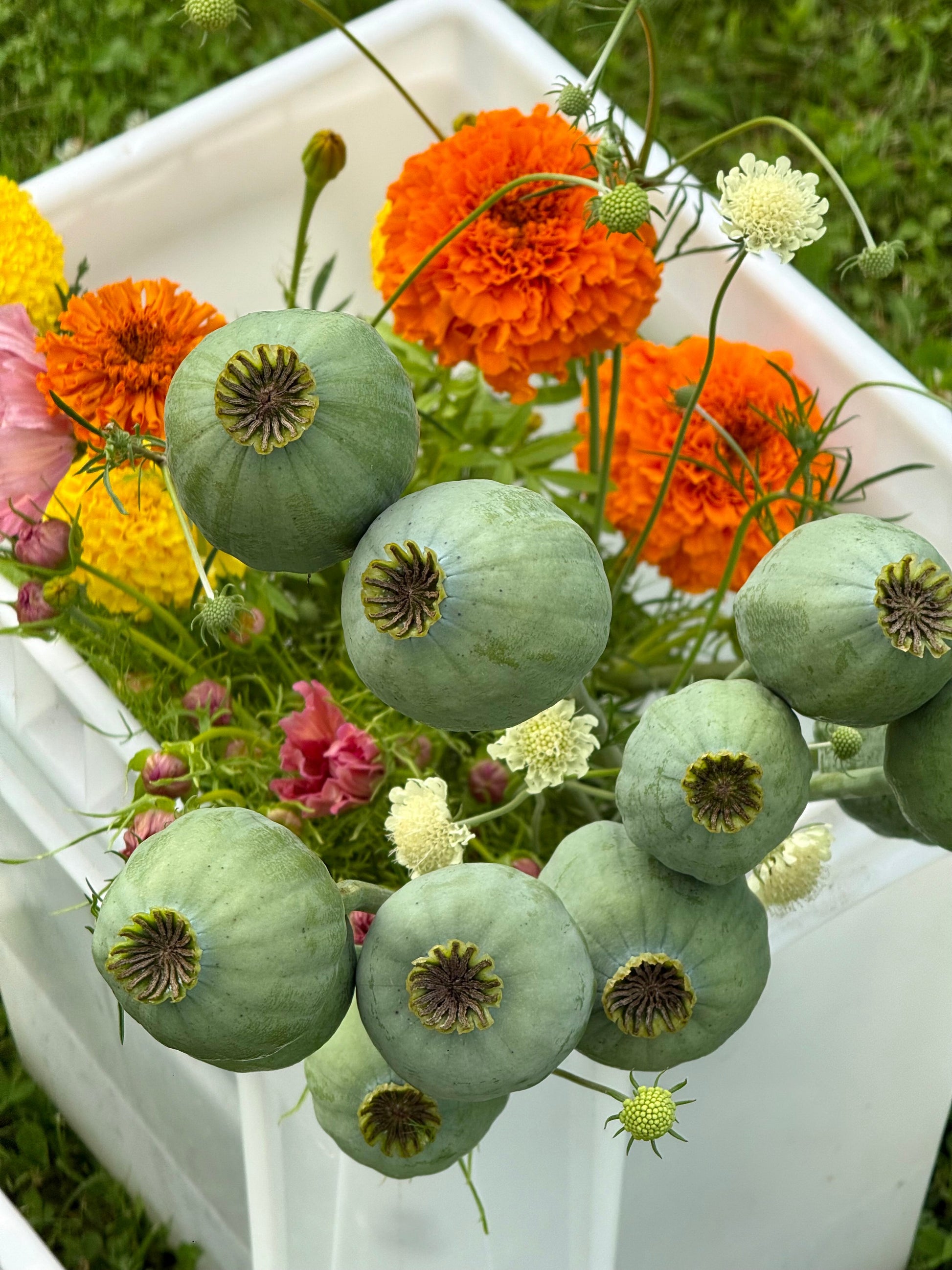 Papaver somniferum Bowling Ball | Breadseed Poppies therapyofflowers.com