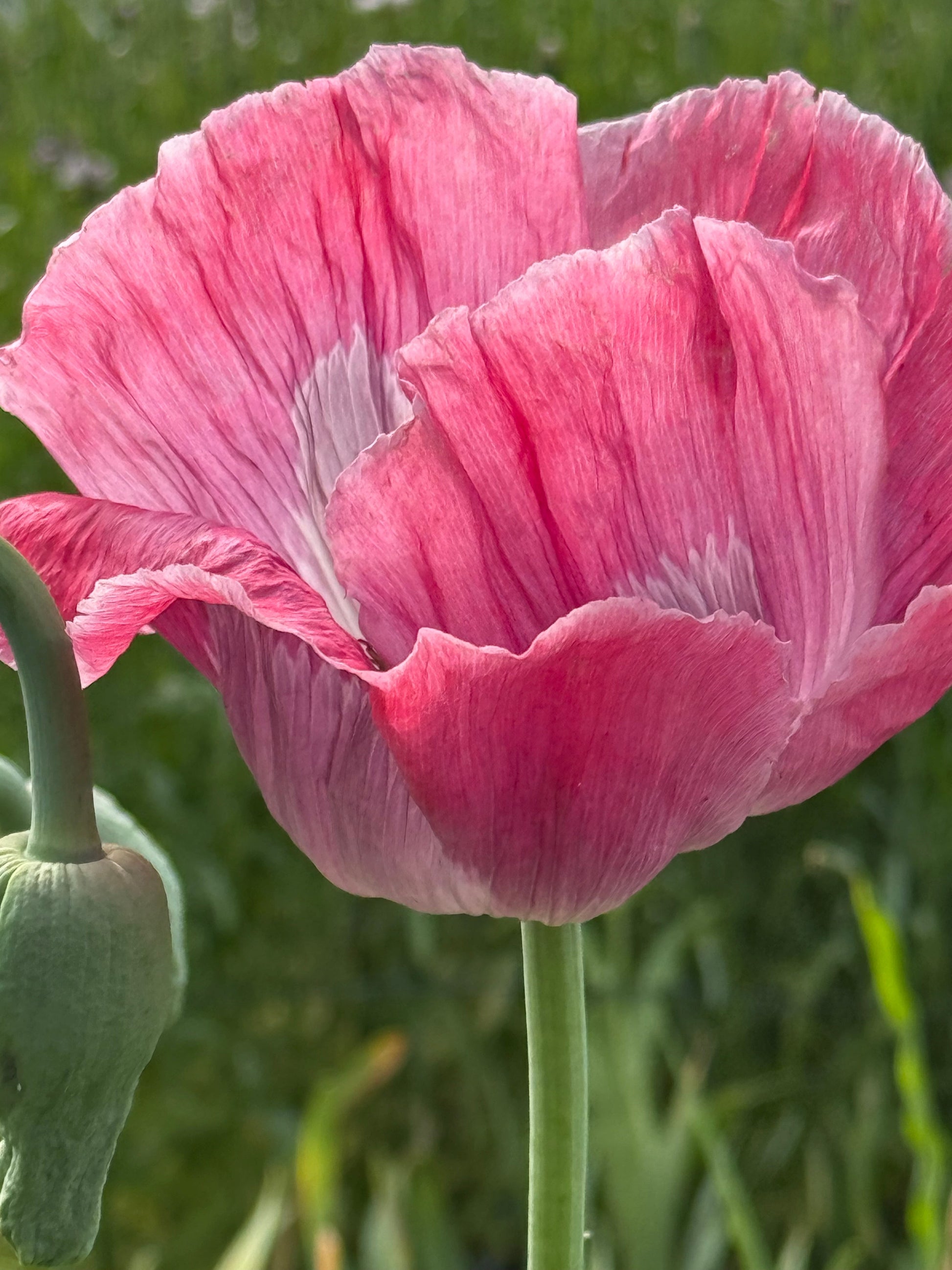 Papaver somniferum Bowling Ball | Breadseed Poppies therapyofflowers.com