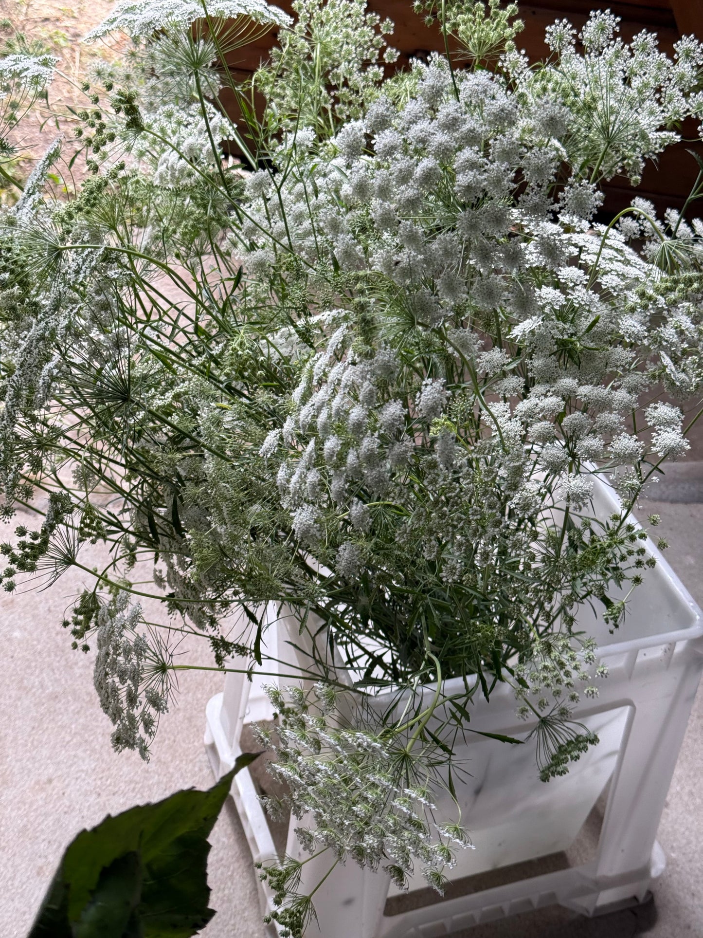 Ammi majus Queen of Africa | Bishop's Flower therapyofflowers.com