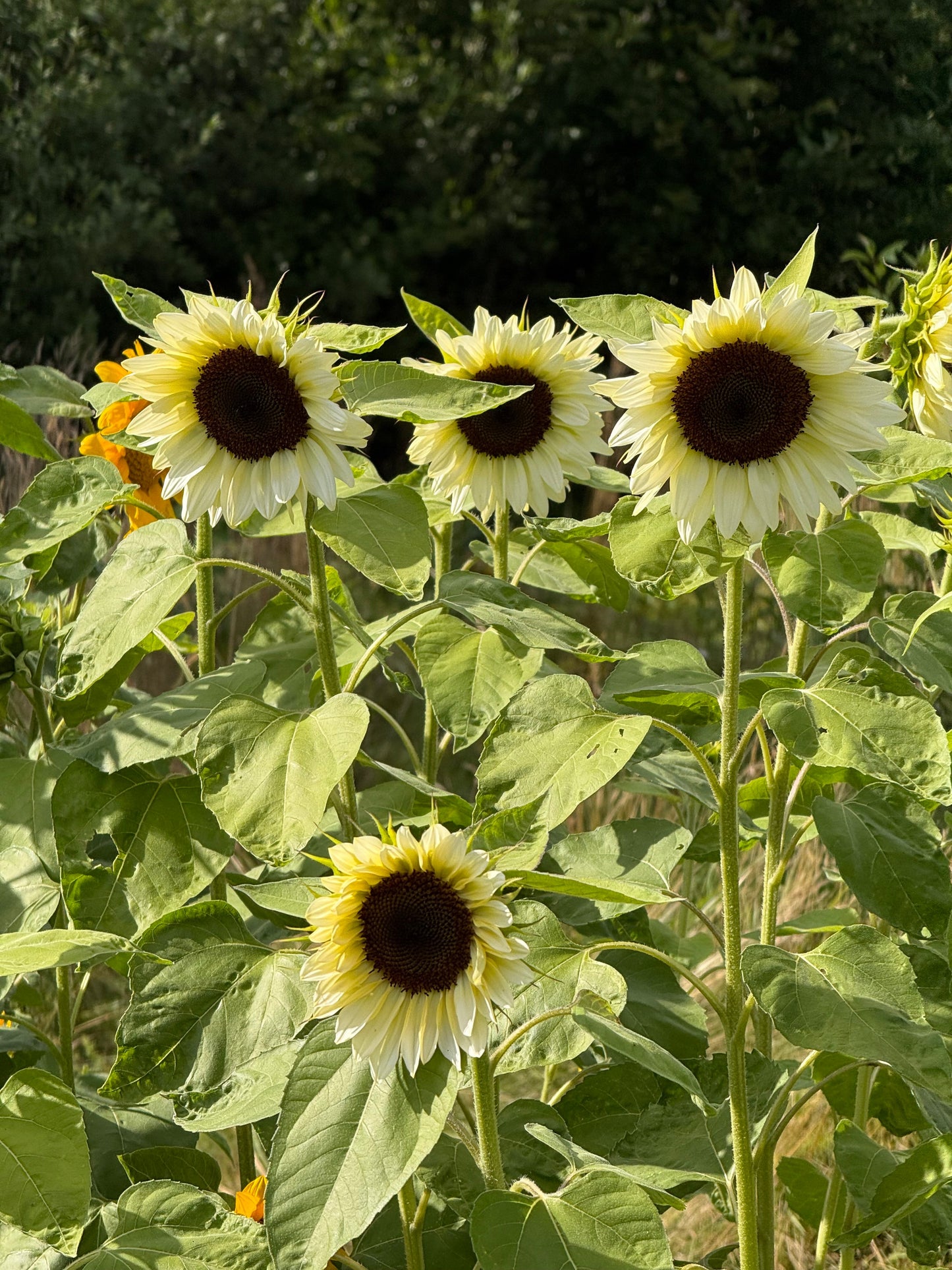 Sunflower ProCut® White Nite F1 | Helianthus annuus therapyofflowers.com