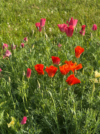 Eschscholzia californica Thai Silk Mixture | California Poppy therapyofflowers.com