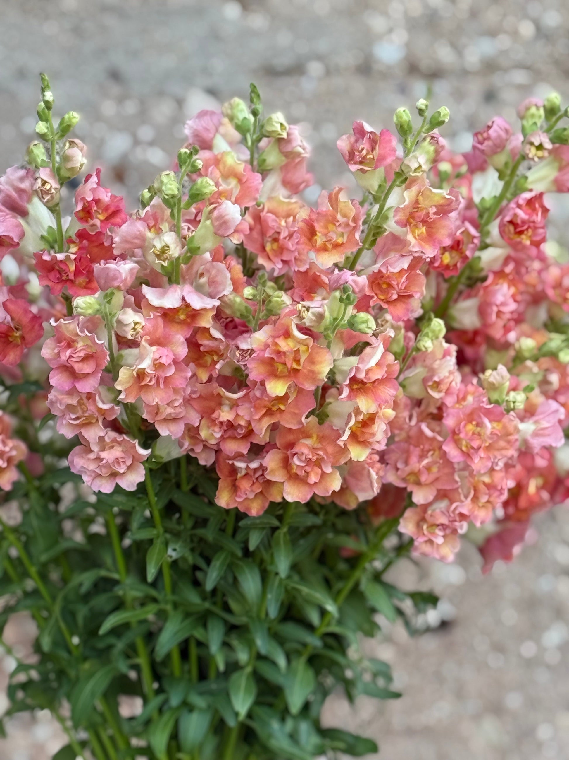 Snapdragon Madame Butterfly™ Bronze/White | Group 3,4 | Antirrhinum majus therapyofflowers.com