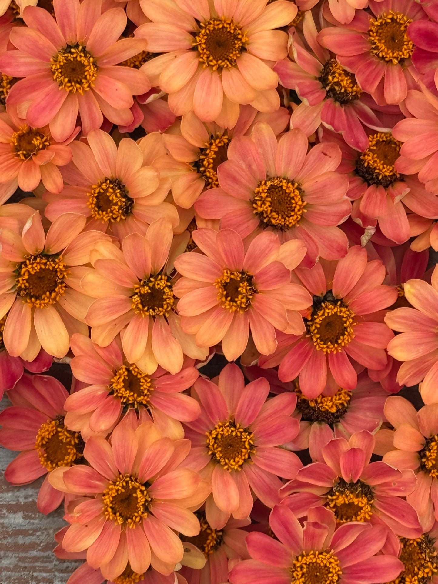 Zinnia Hybrida Profusion Apricot | Great for Cut Flowers therapyofflowers.com